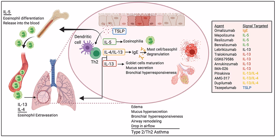 What causes inflammatory cytokines (IgE) in allergic disease?