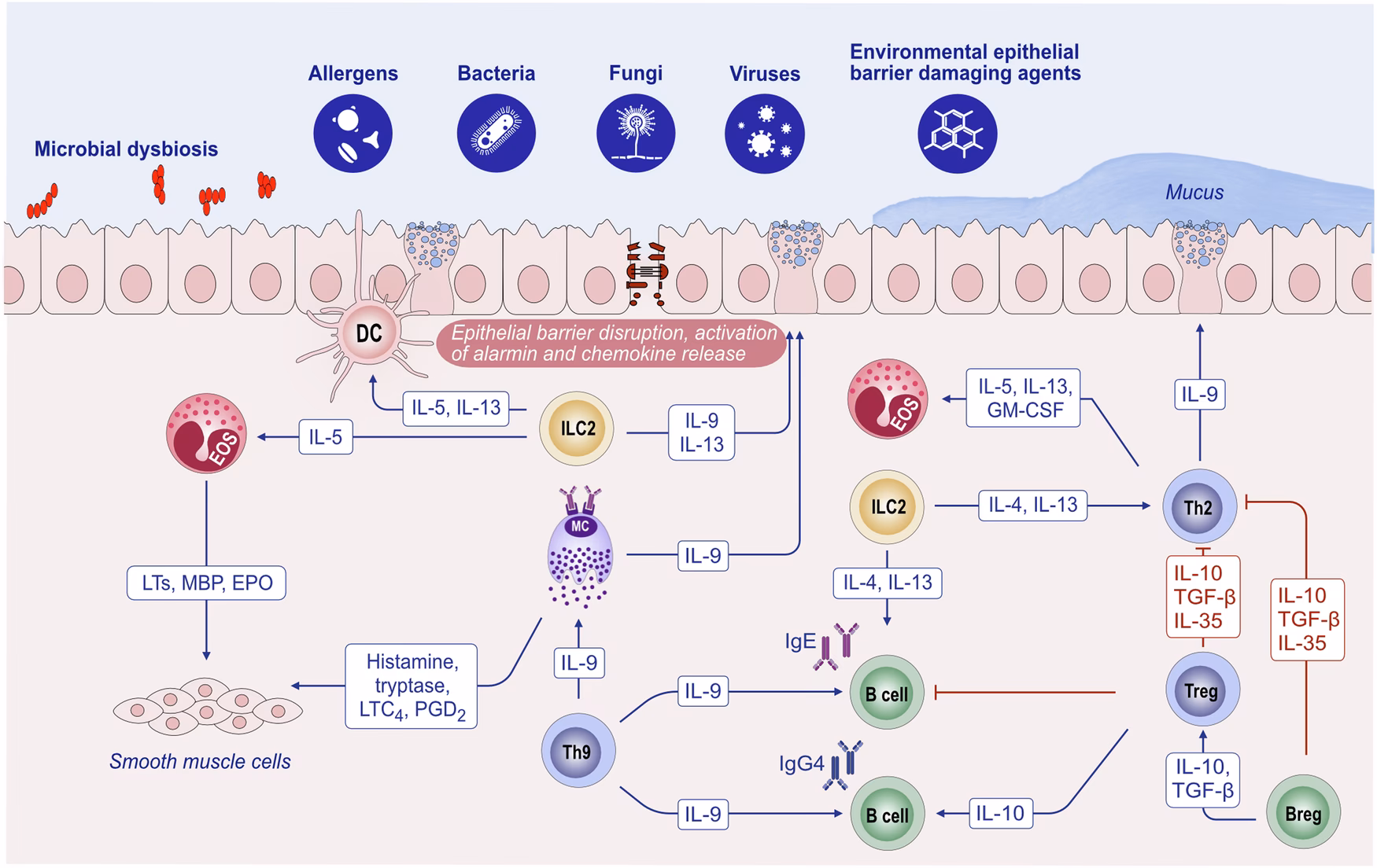 Does exposure to chemicals promote a Th2 skewing during pregnancy?
