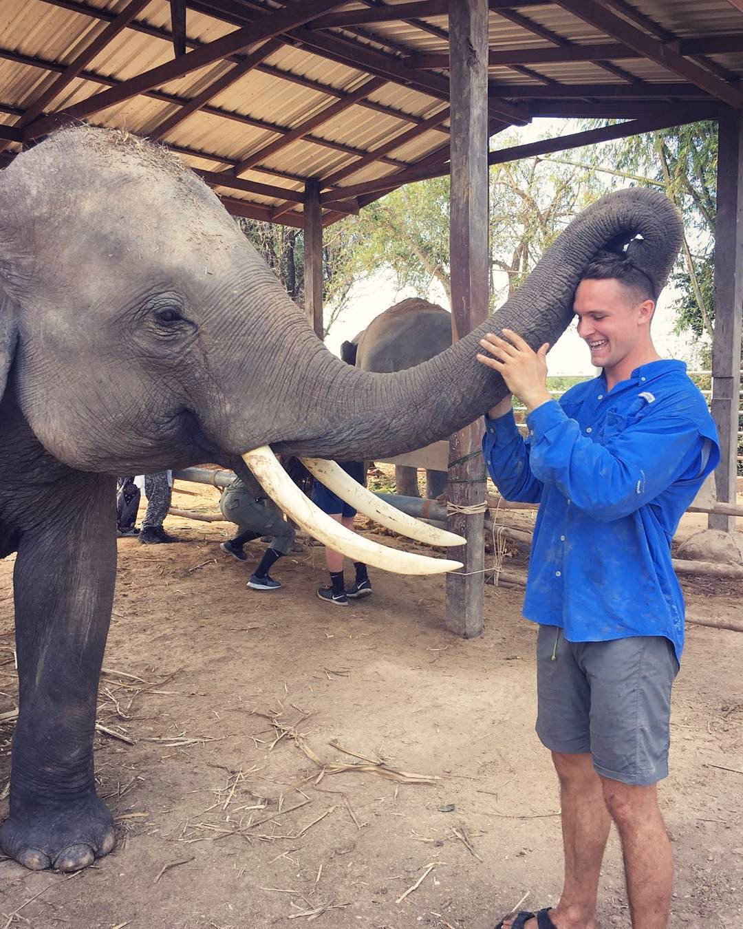 Where can I get Free elephant veterinary care in Thailand?