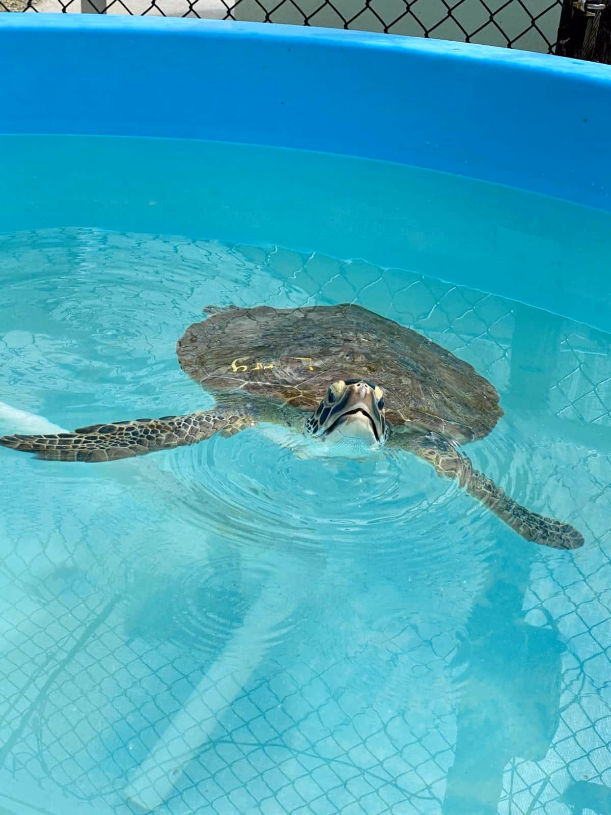 Does turtle hospital rehabilitate sea turtles?