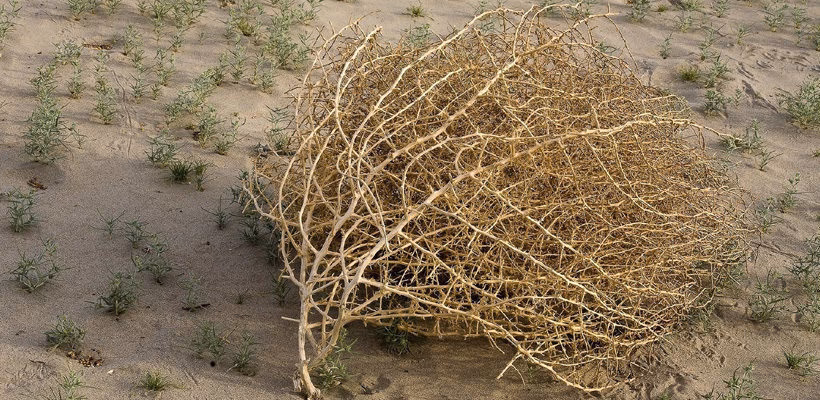 Can Russian thistle cause dermatitis?