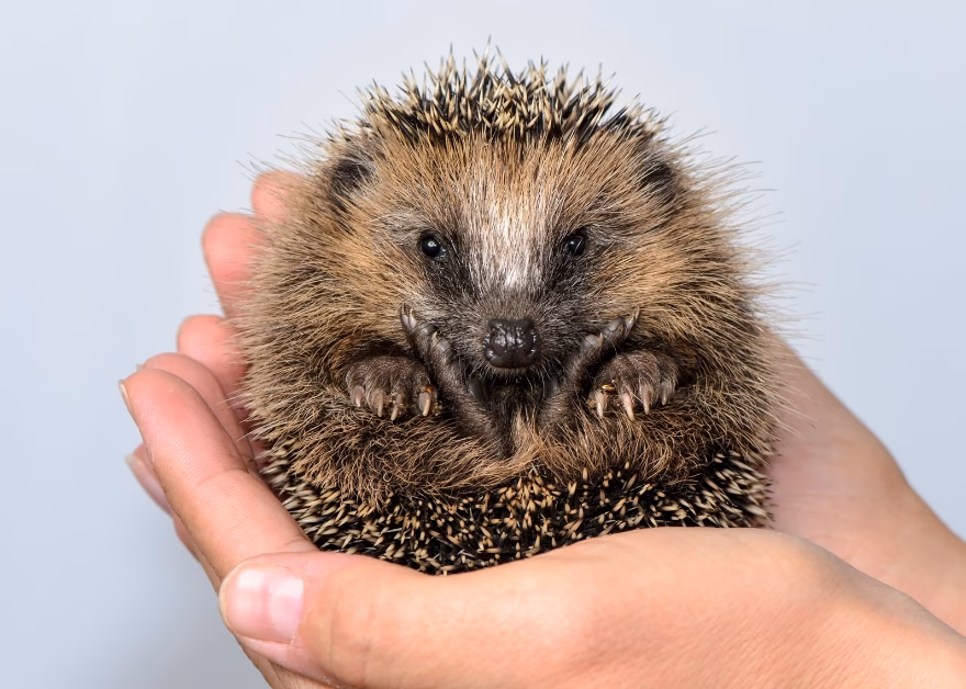 Is Tiggywinkles a free service?