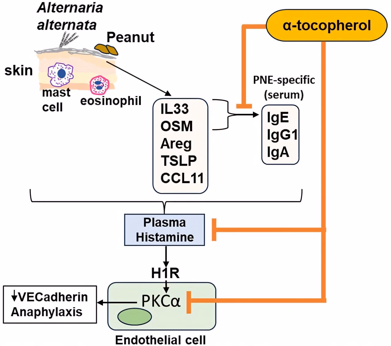 Can a patch test tell if you have a tocopherol allergy?