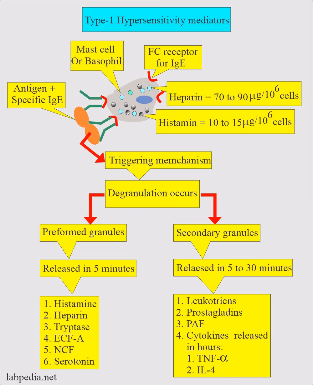 How is type 1 hypersensitivity treated?