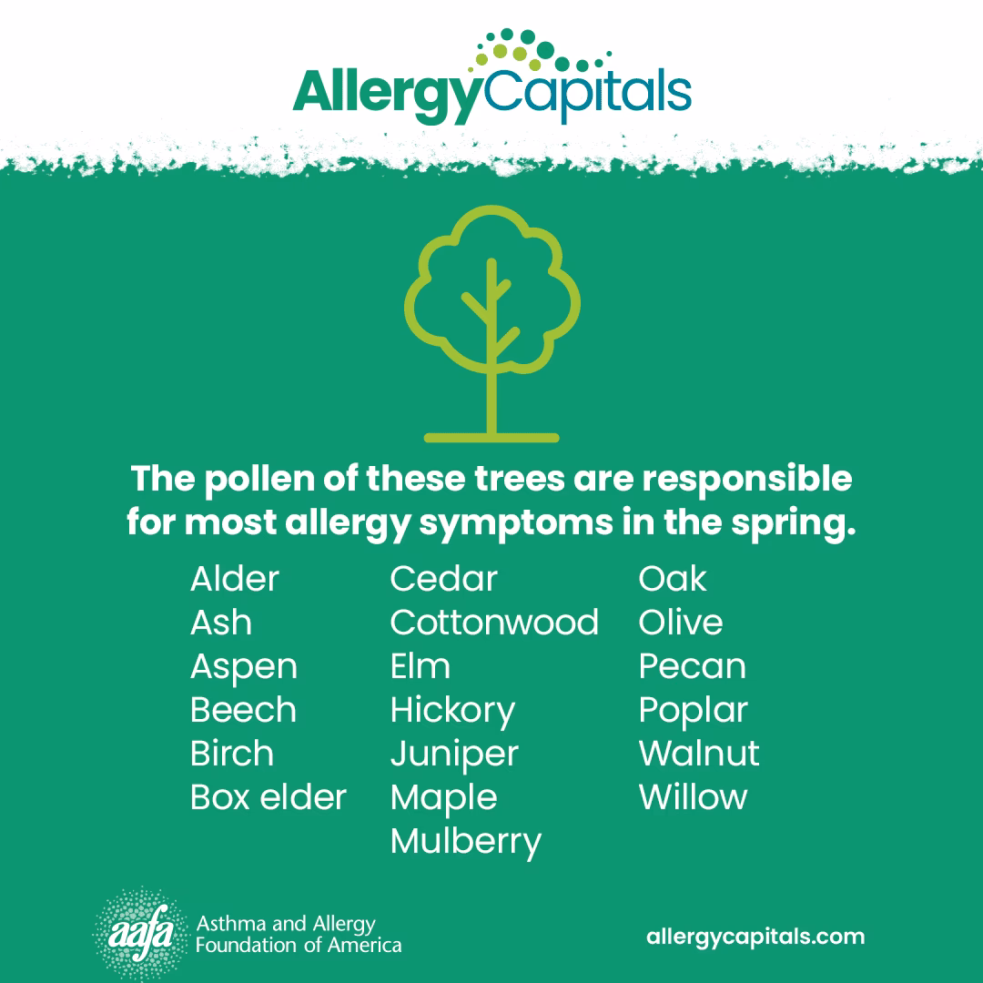 Can antihistamines help with tree pollen allergies?