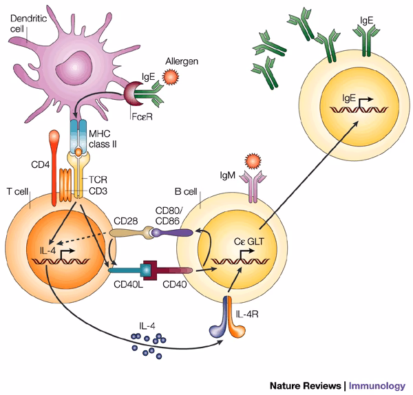 How is IgE class switching regulated?