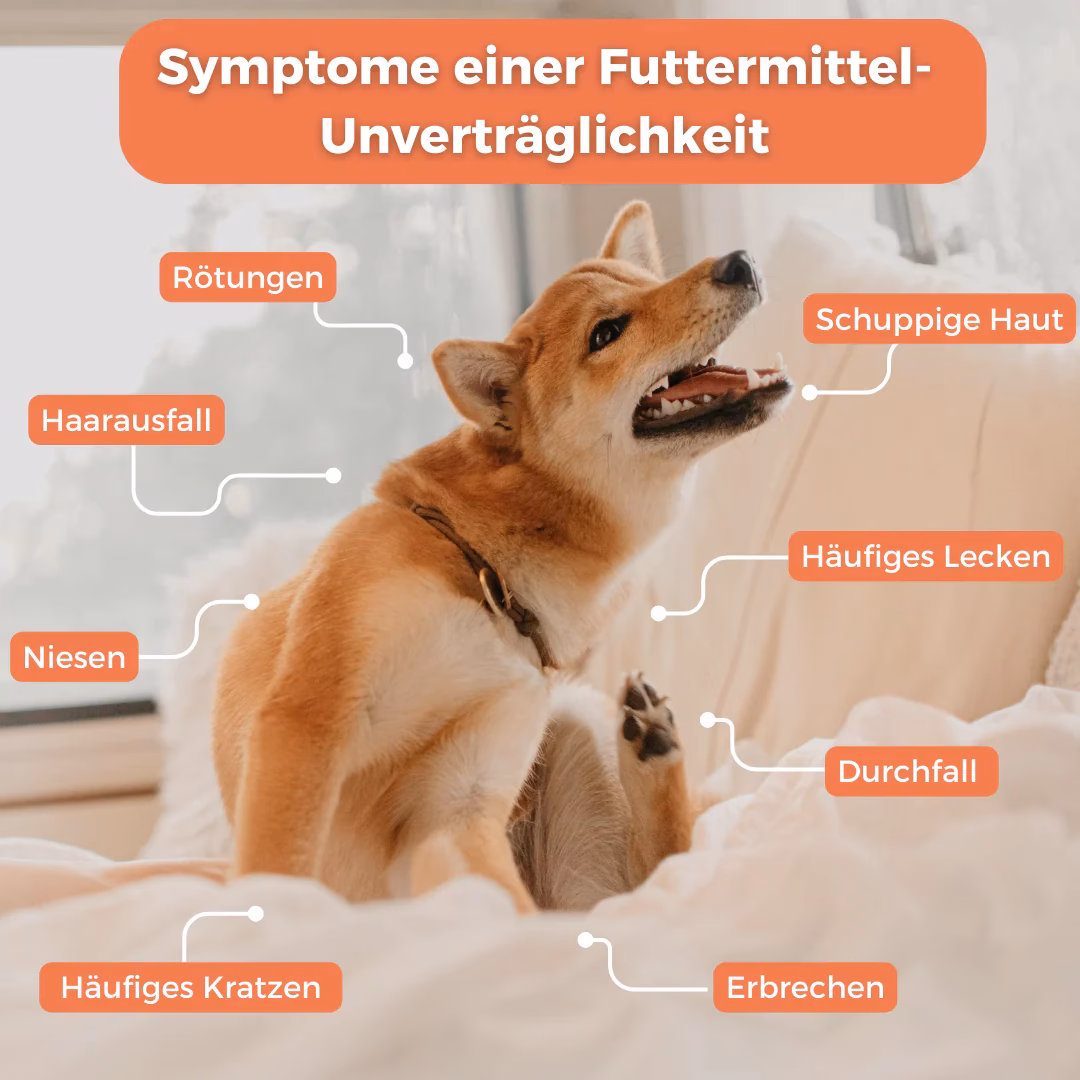 Welches Hundefutter ist am besten für Allergien?