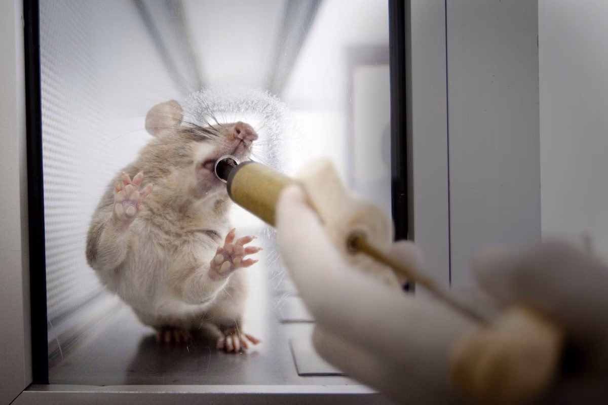 Are TB detection rats a 'failsafe'?