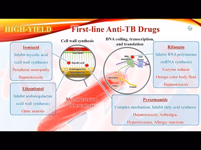 What drugs are used in the treatment of tuberculosis?