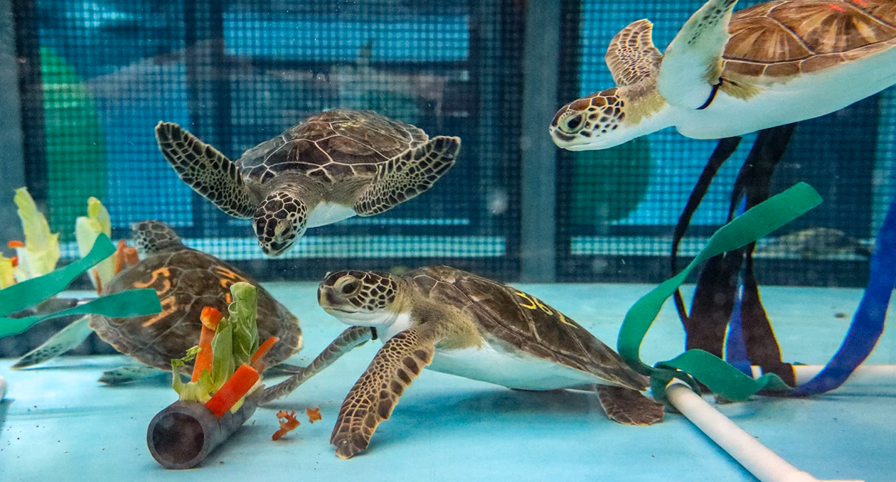 What is the turtle hospital?