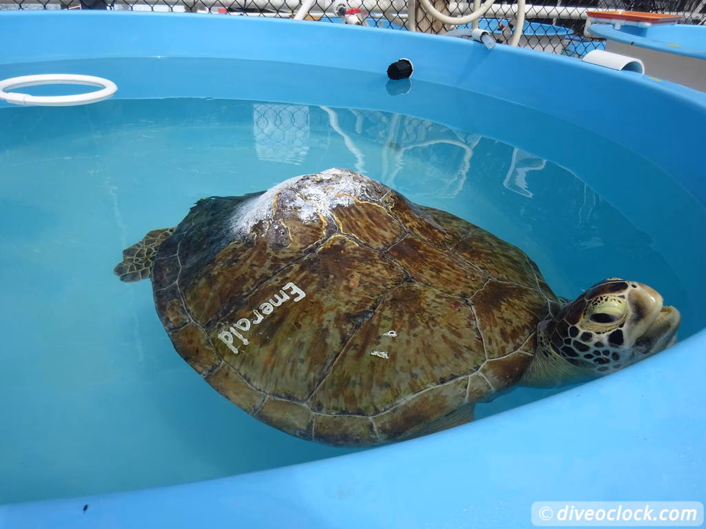Why should you visit the turtle hospital?