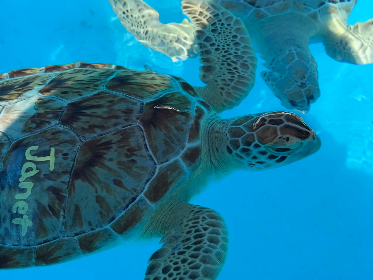 Where can you find a turtle hospital in Florida?