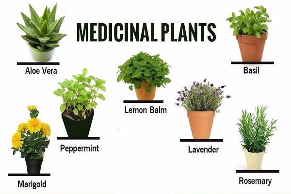 What are the benefits of medicinal plants?