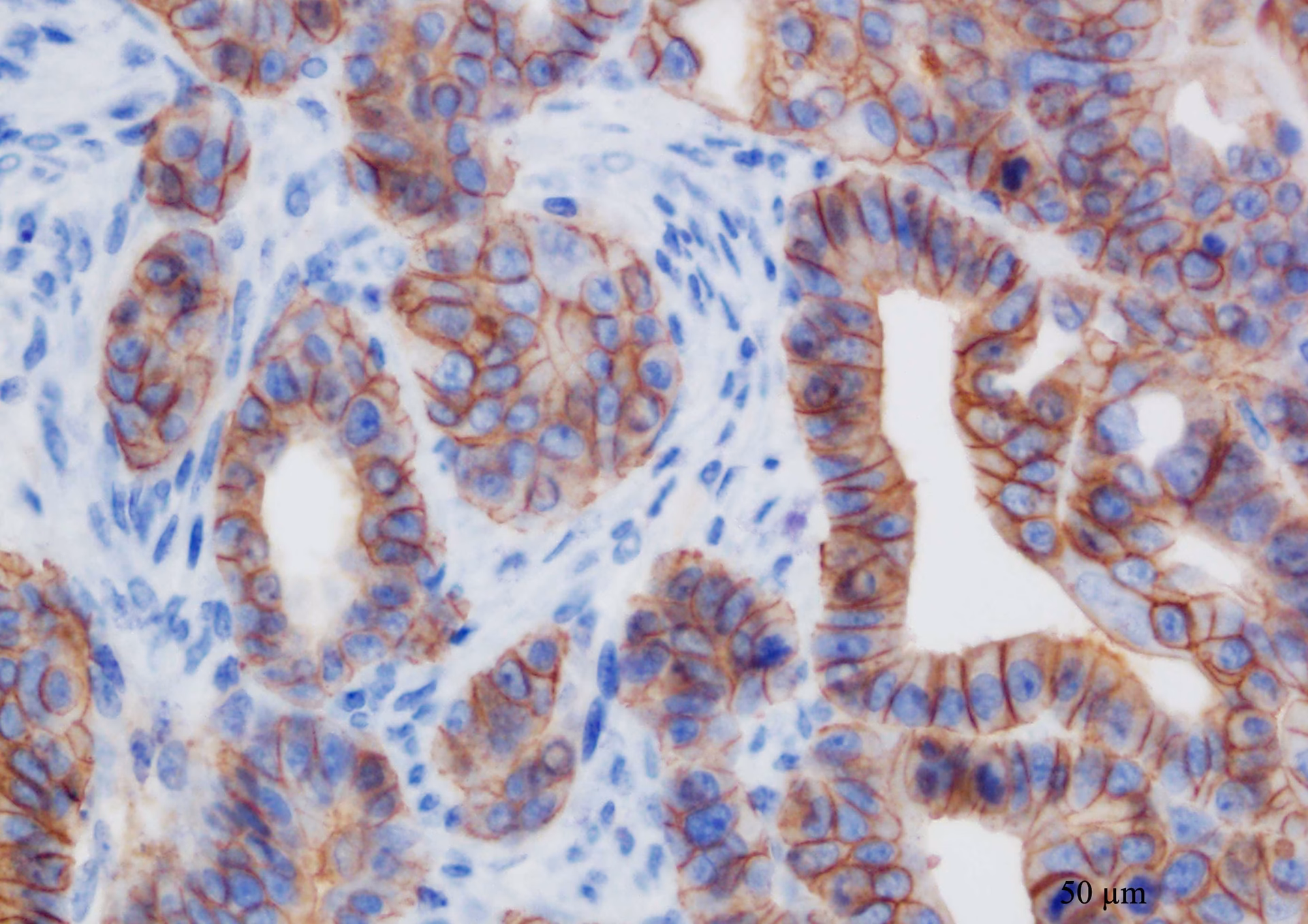 Who is the Scientific Coordinator of icasanova i Sant Pau U18?