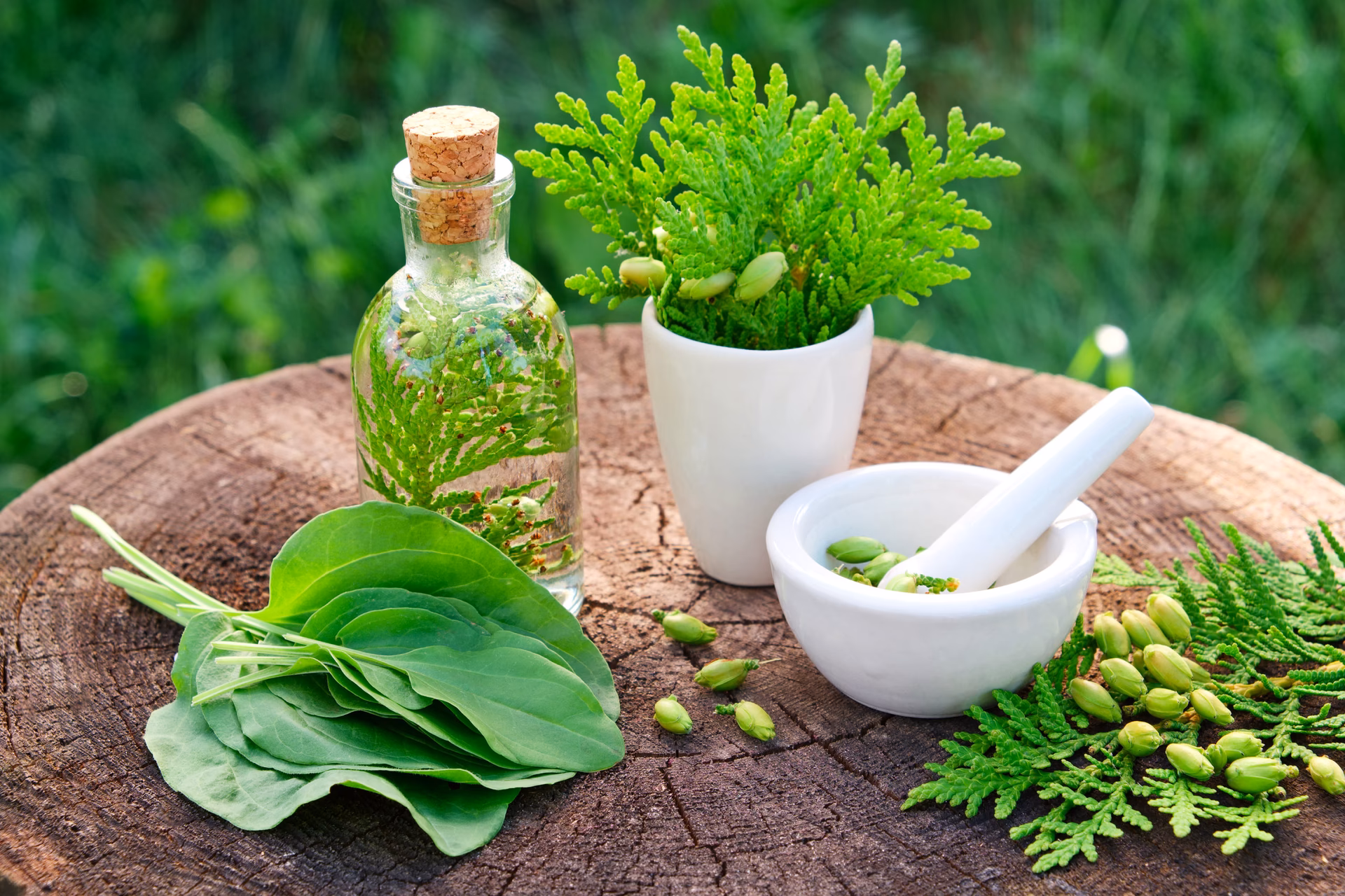 What are plant-based diets in medicine?