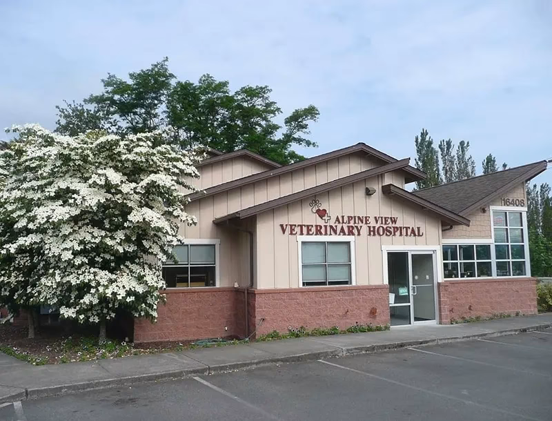 What services does Mountain View animal hospital offer?