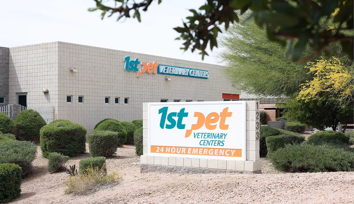 What is Chandler veterinary hospital?