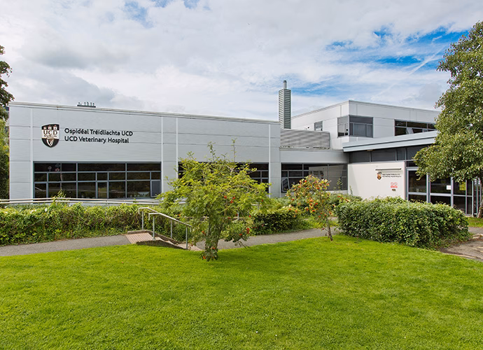 Can I become a veterinary practitioner in Ireland?