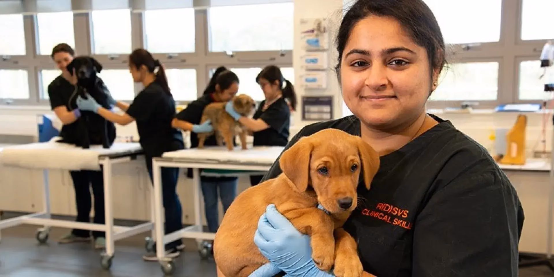 What is Veterinary Medicine?