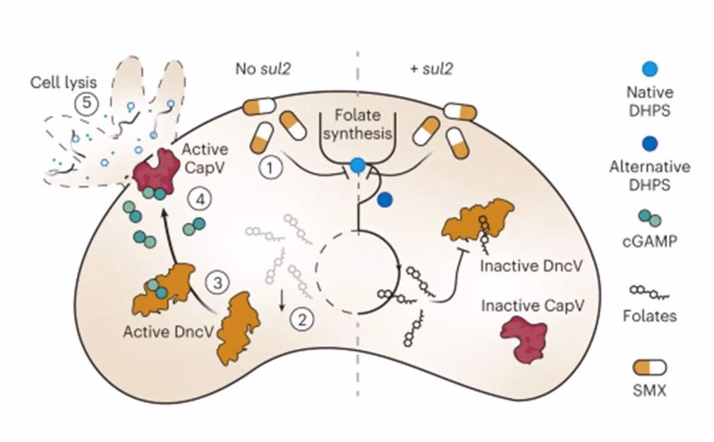 What is a vibrio infection?