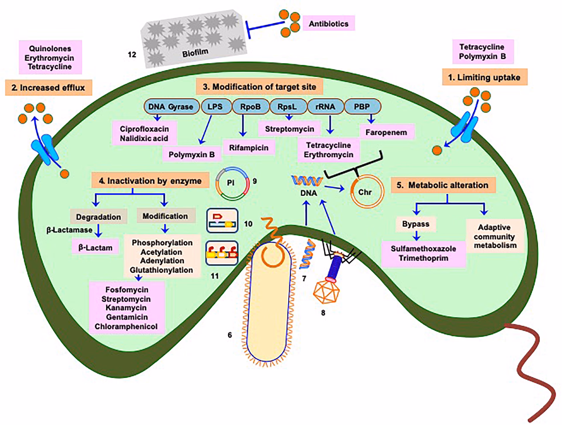 What is a vibrio infection?