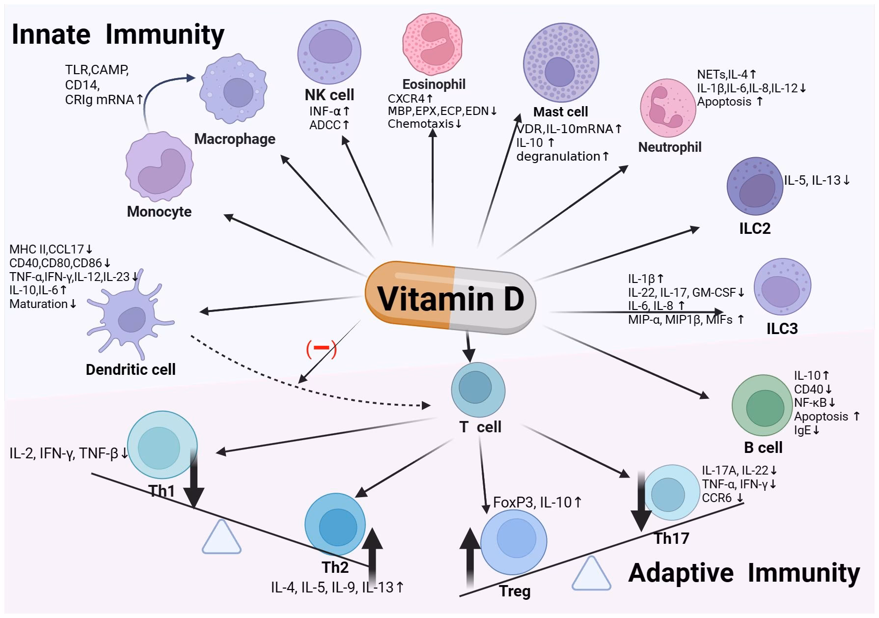 How important is vitamin D in the development of allergic disease?