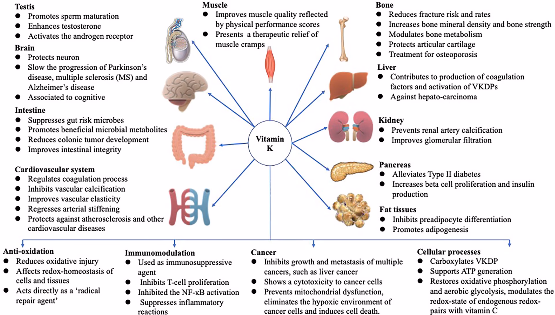 Why is vitamin C a good clotting factor for hemorrhoids?