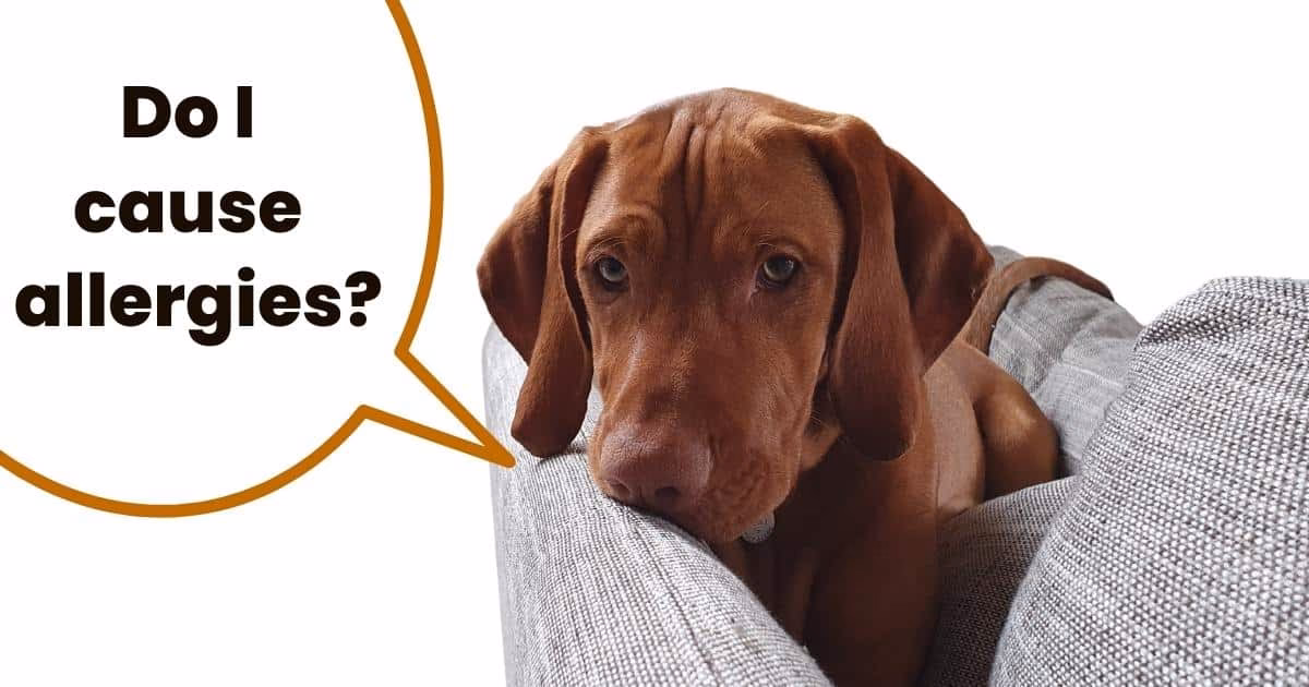 How to care for a Vizsla dog?