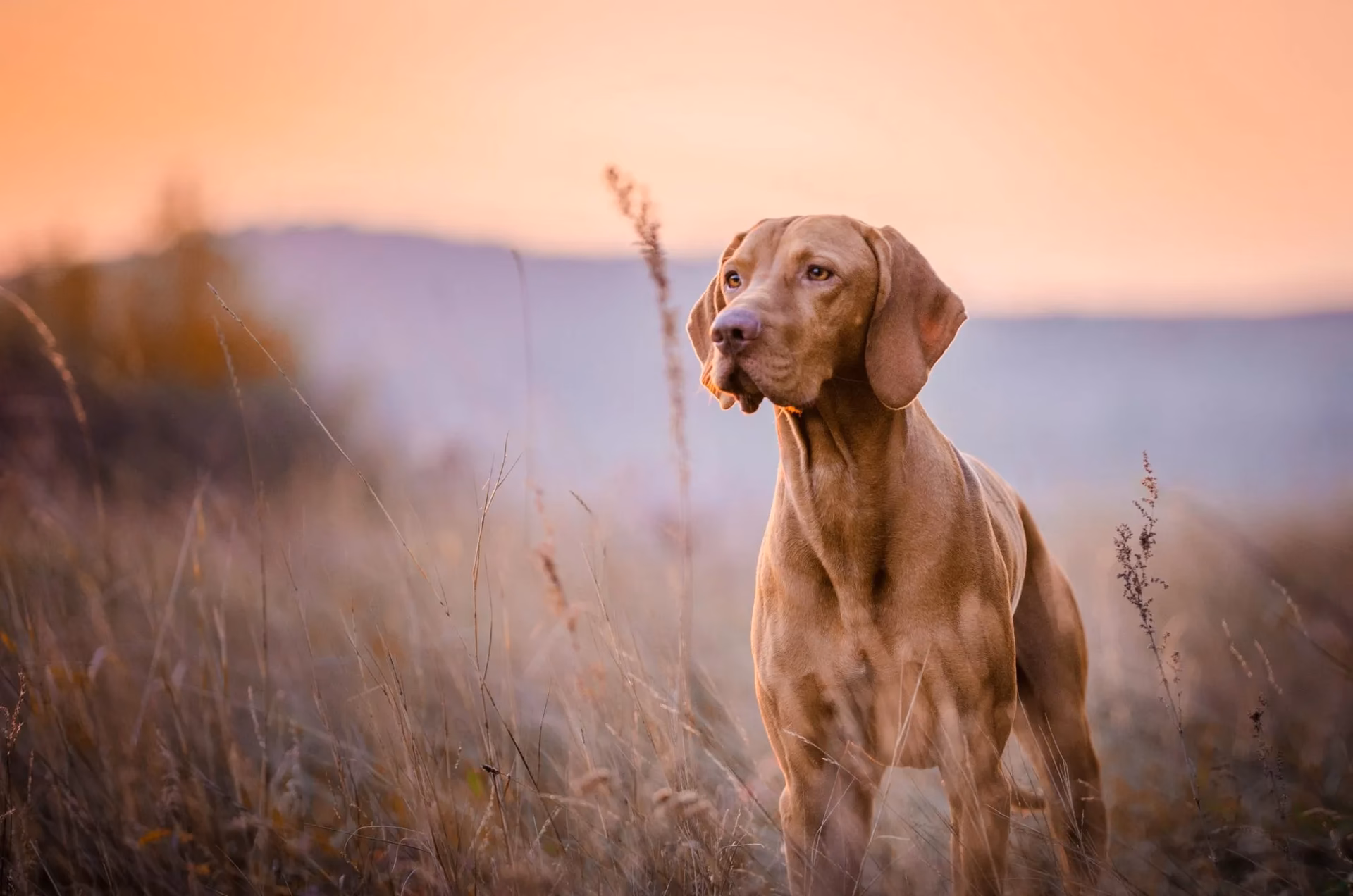 How to care for a Vizsla dog?