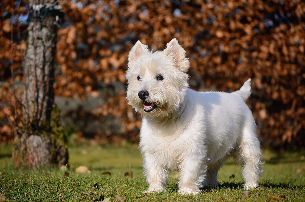 Do Westie Terriers have itchy skin?