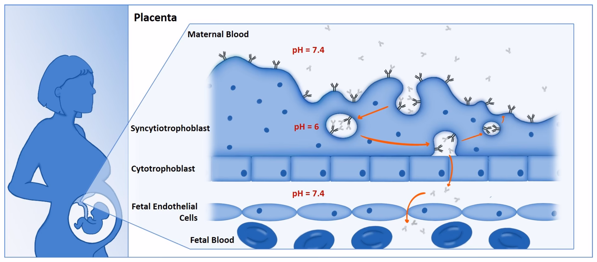 What is placental transfer of maternal IgG antibodies to the fetus?