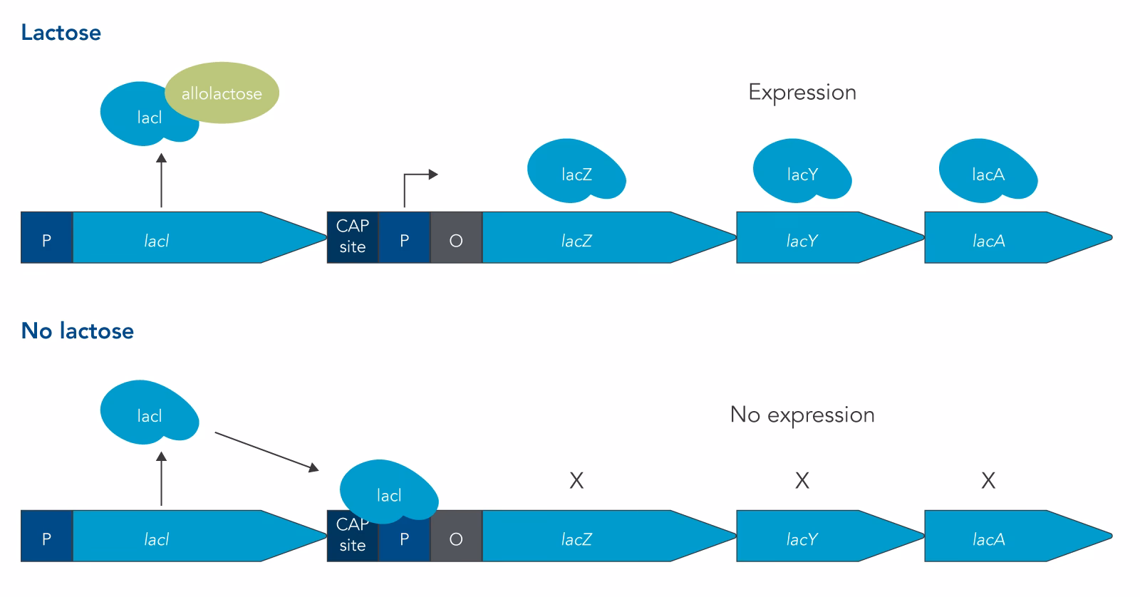 What is a lac operon gene?