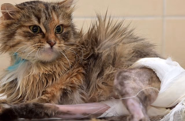 Can cats eat gluten?