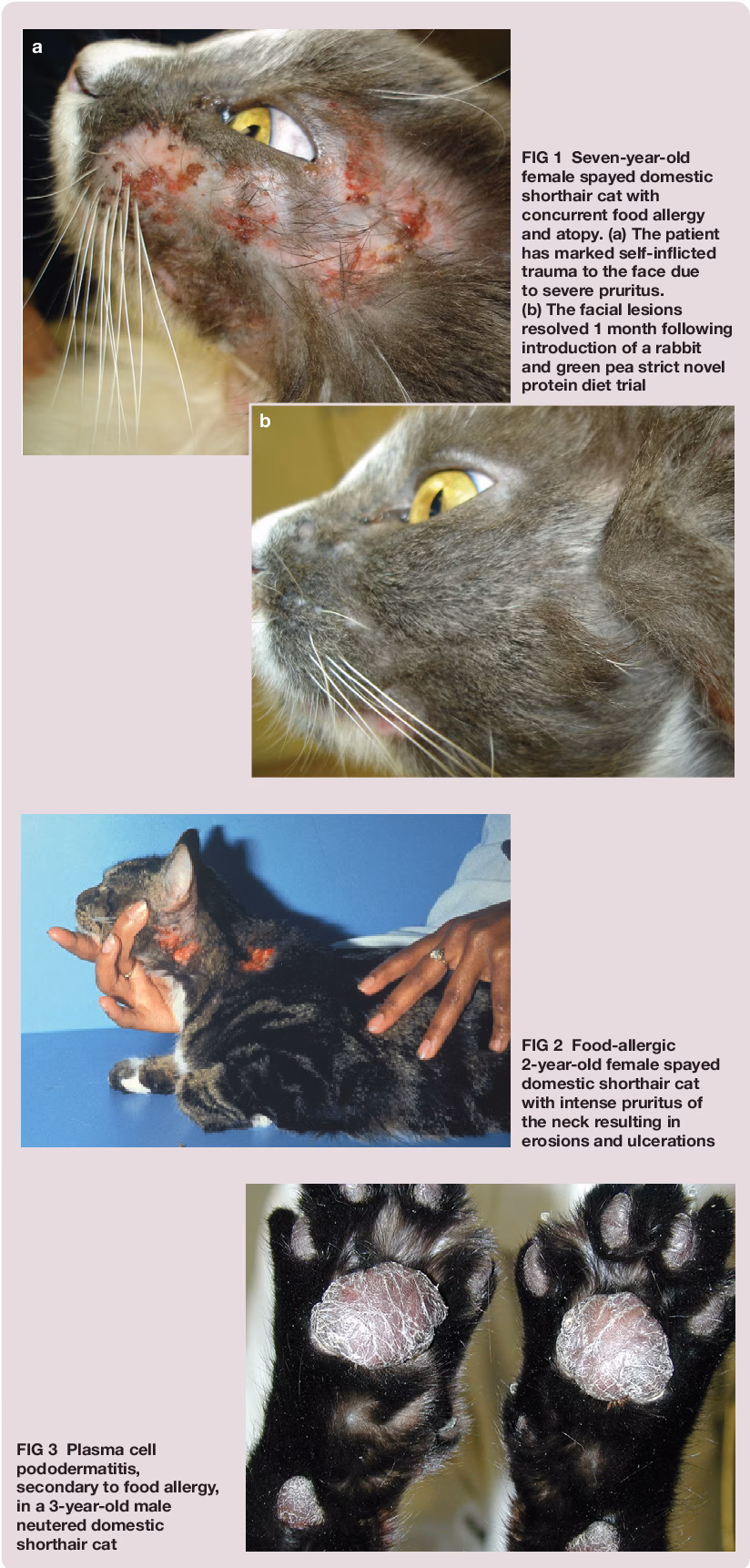 How do you know if your cat has a wheat allergy?