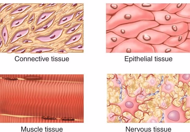 Why is histology important in medical school?