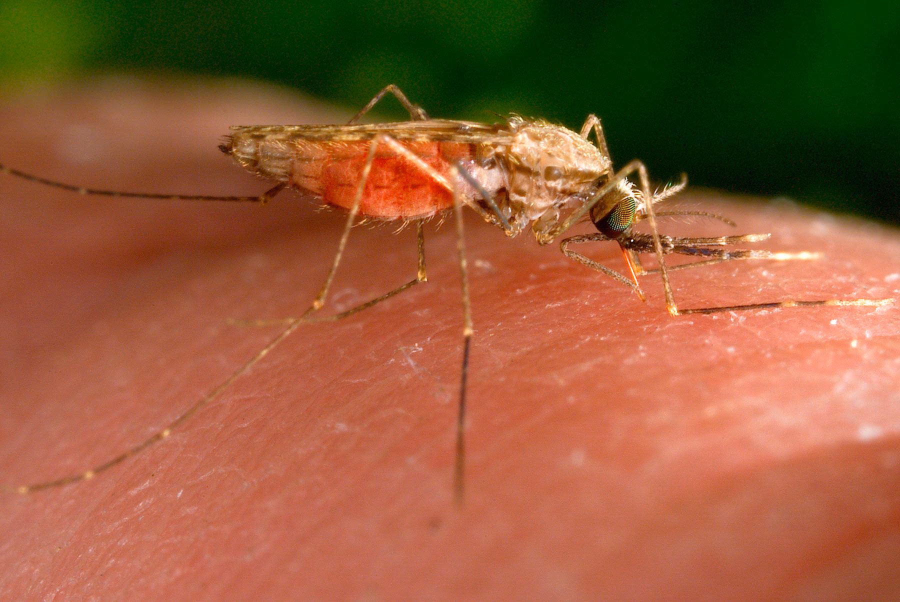 Why do malaria cases continue to occur in the United States?