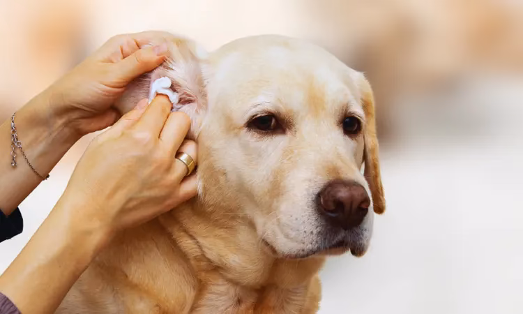 Can dogs get ear infections?