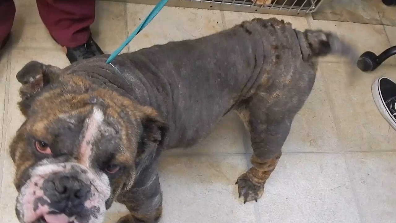 What is bacterial vaginosis & Candidia SIS?